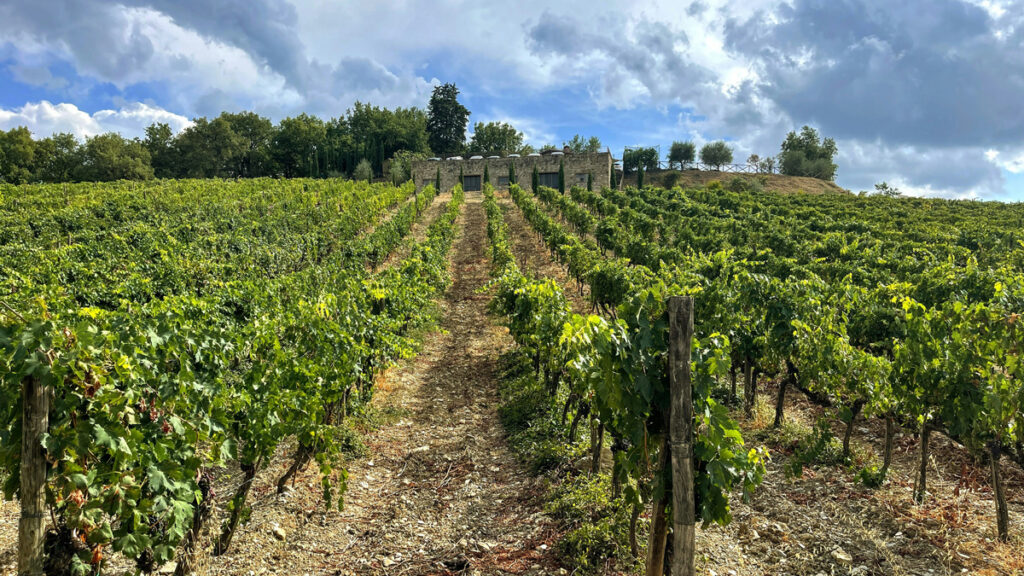 Terravya Agro: Orchard & Vineyard Development